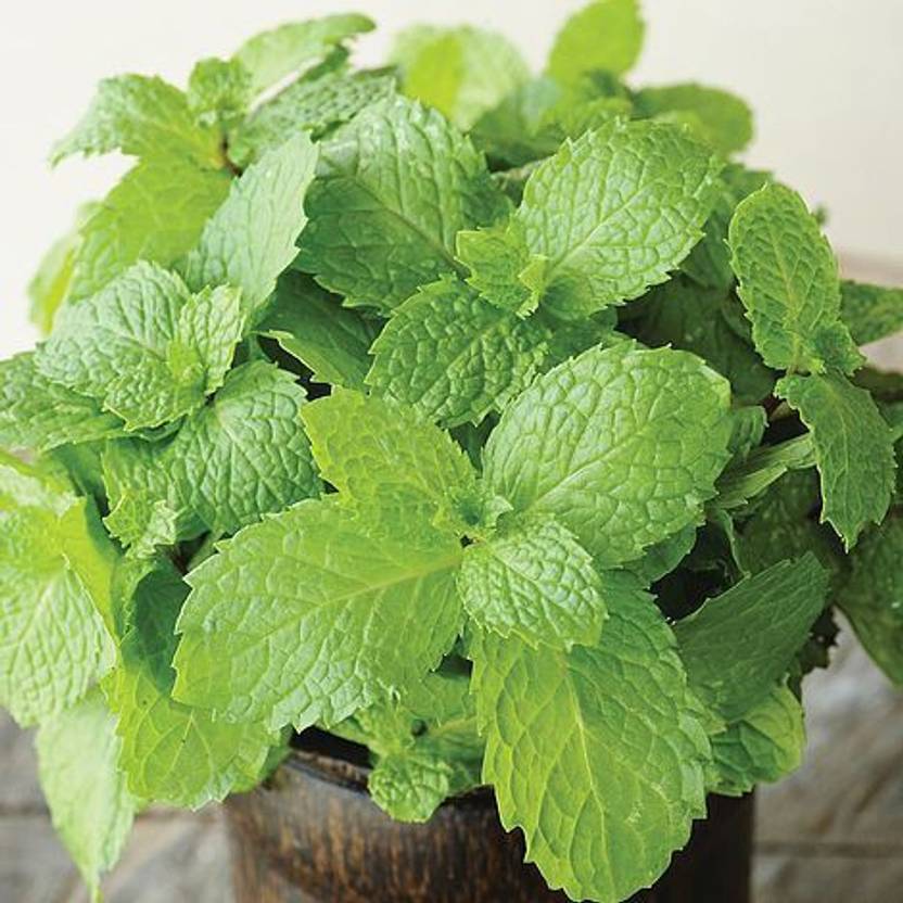 Sjeme Desi Pudina Mint Seed Seed Price in India Buy Sjeme Desi Pudina Mint Seed Seed online at