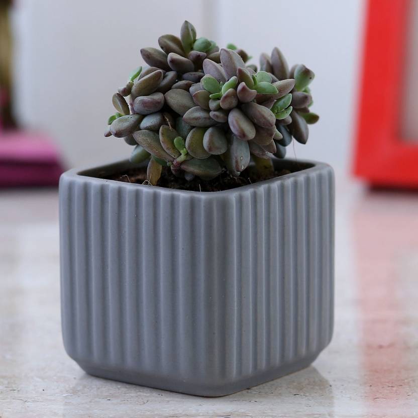 Ferns N Petals Crassula Campfire Plant Price in India