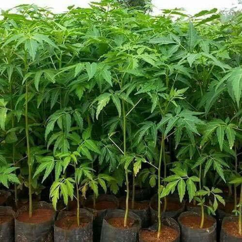 Green India Melia Dubia, Malabar Neem, Fast Growing TImber Tree Seed(50 per packet)