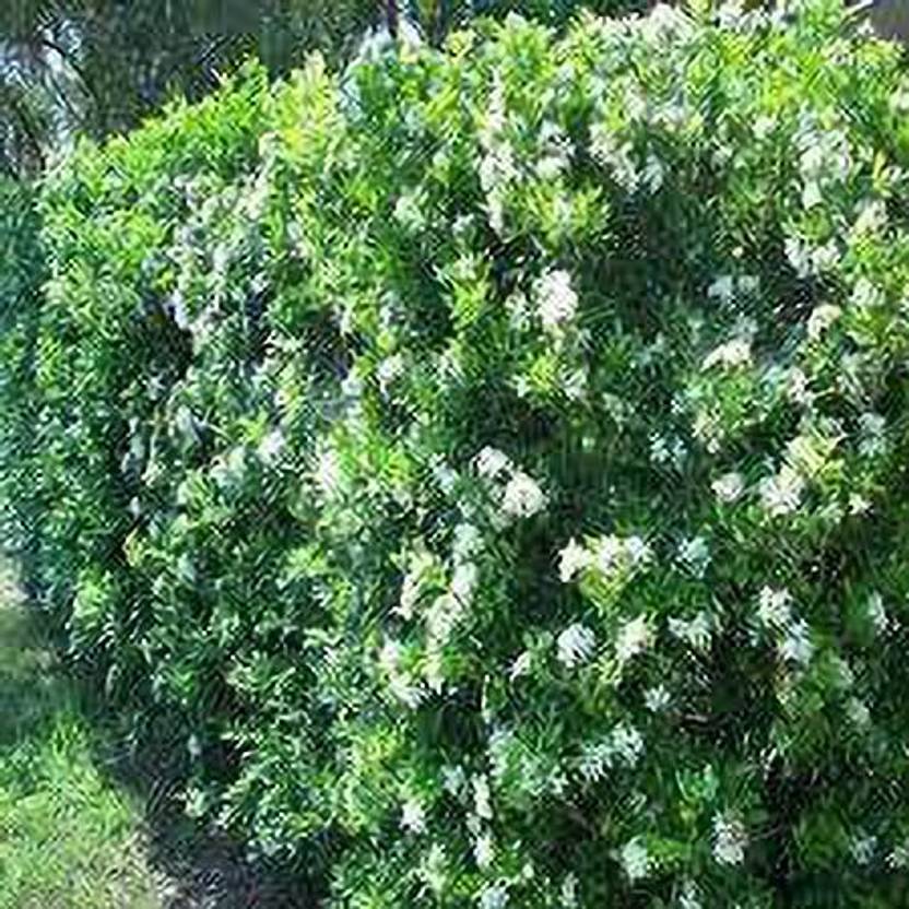 Selpline Madhu Kamini Plant Price In India Buy Selpline Madhu Kamini selpline-madhu-kamini-plant-price-in-india-buy-selpline-madhu-kamini