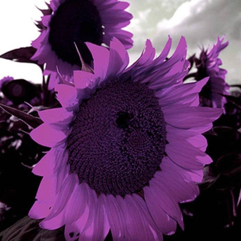 VibeX ® XLR334 Purple Sunflower Seeds Ornamental Seed Price in India