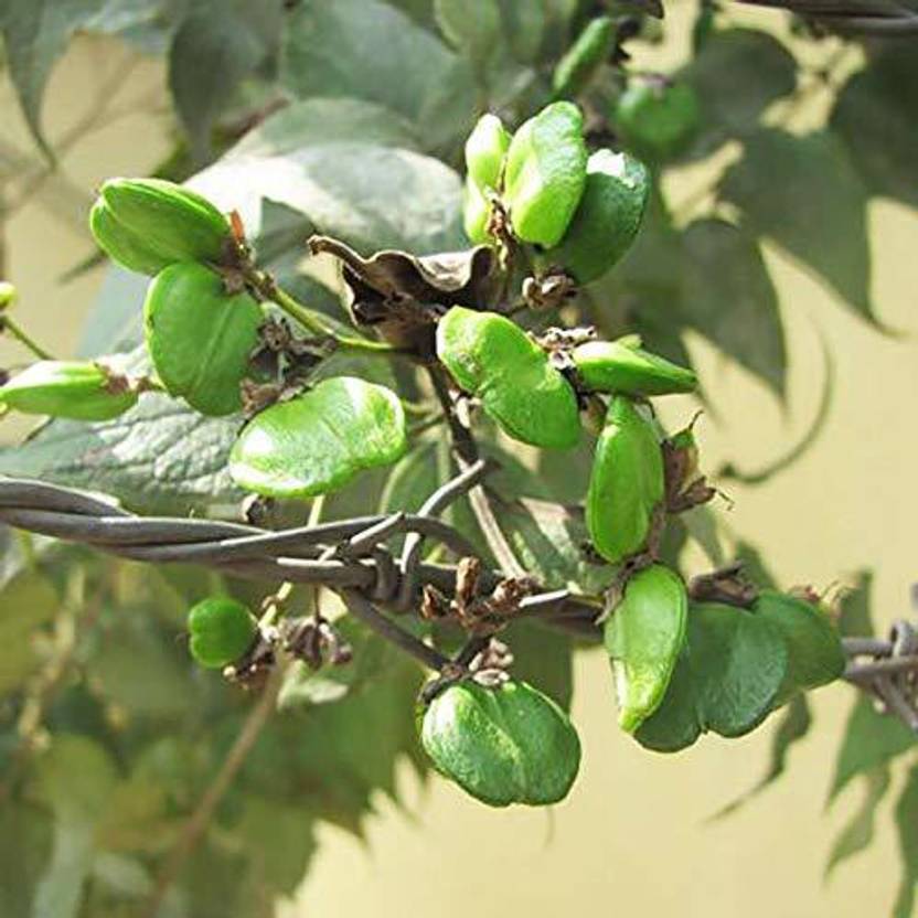 WILLVINE ™Harsingar/Parijaat/Night Blooming Flower Seeds Seed Price in