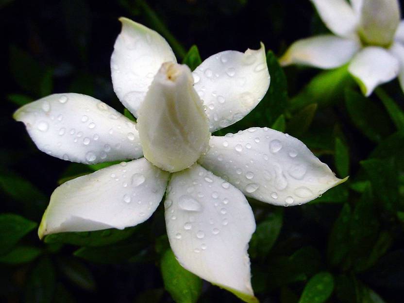 Types Of Jasmine Flower Seeds Design Talk