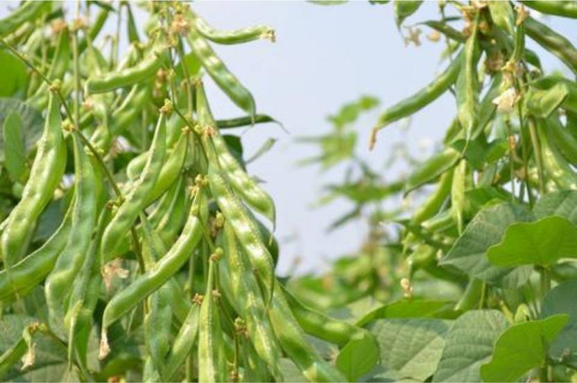 FARMBLESSING Dolichos Bean Seeds, Broad beans Seed Price in India Buy FARMBLESSING Dolichos