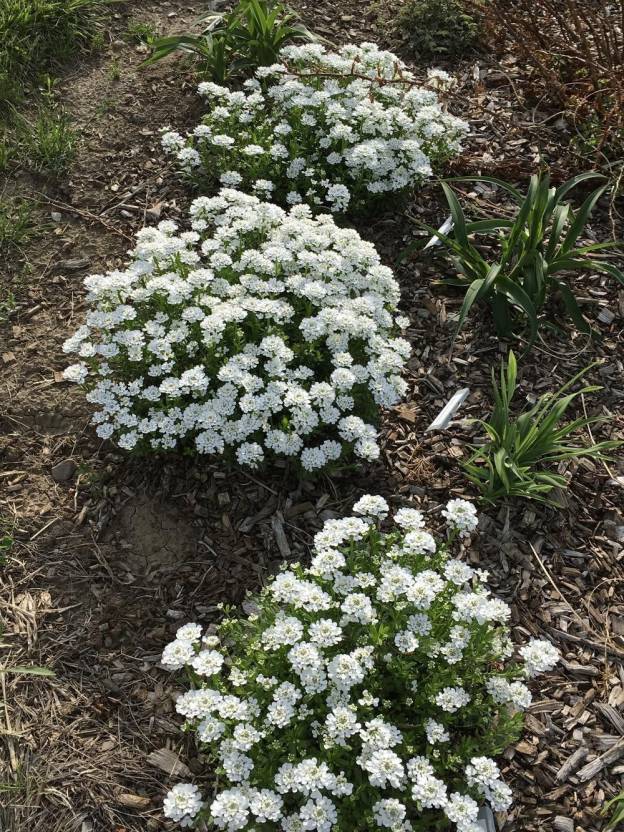 Paudha Candytuft flower Seed Price in India - Buy Paudha Candytuft ...