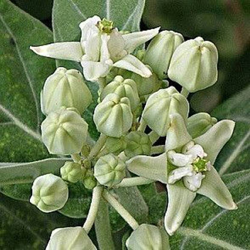 Indian Green Land Safed Aak Plant Price in India Buy