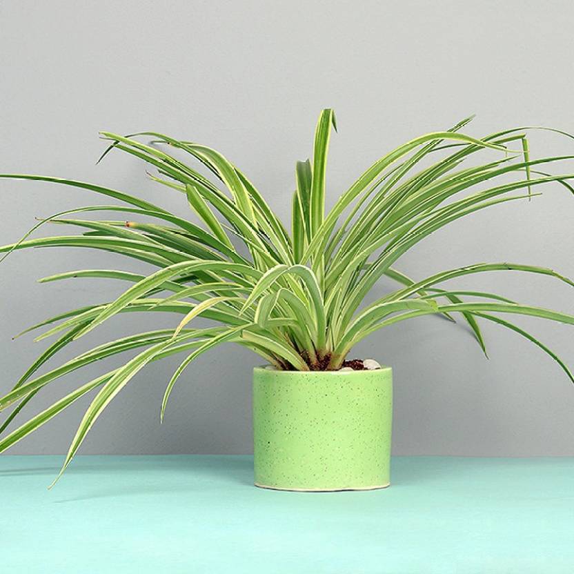 Floweraura Spider Plant Price in India - Buy Floweraura Spider Plant ...