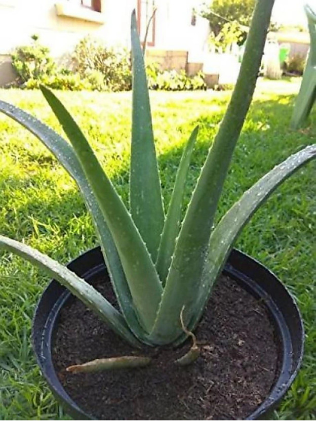 Click to buy Aloe Vera Plant(Hybrid, Pack of 1)