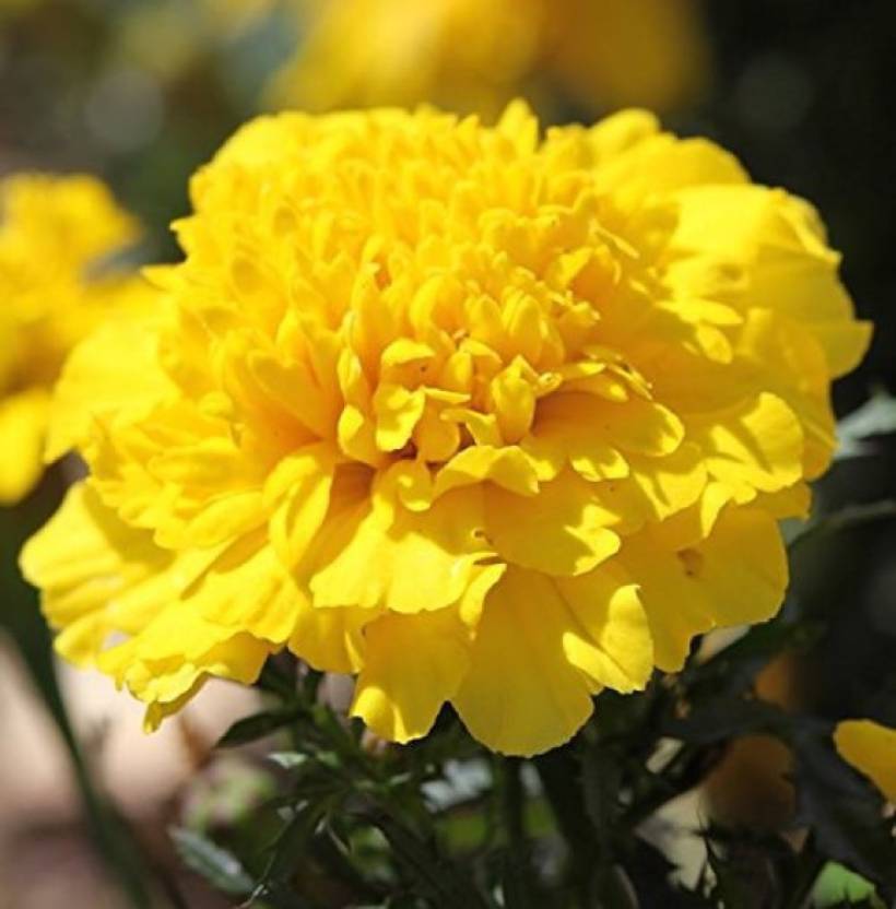 Groundoxy My48 Marigold Yellow Gende Phool Seed Good Quality Hybrid