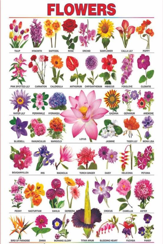 Learning Poster|Flowers Name Interior Wall Poster|Poster For Drawing ...