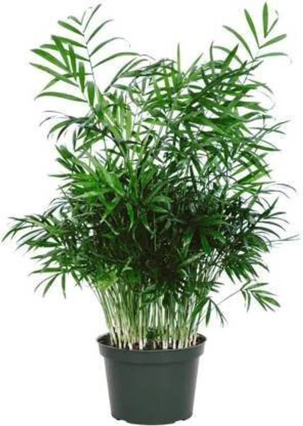 Unique garden Parlor Palm Plant Price in India Buy