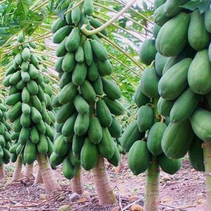thammar-red-lady-f1-hybrid-papaya-taiwan-786-variety-seeds-400-seeds