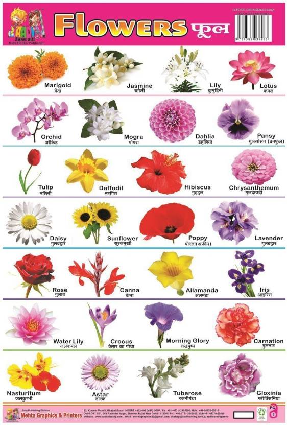 NON TERBLE PLASTIC CHART OF FLOWER - Flower Chart for Kids Perfect for ...