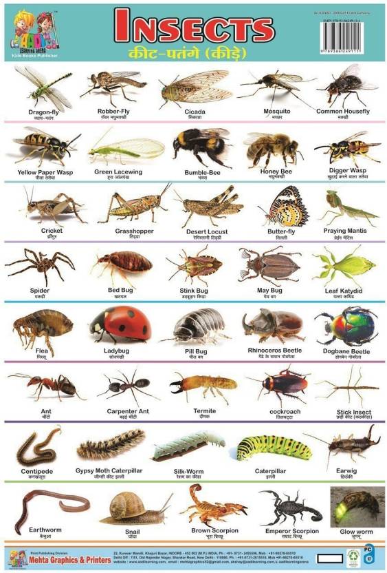 NON TERBLE PLASTIC CHART OF INSECT: Buy NON TERBLE PLASTIC CHART OF ...