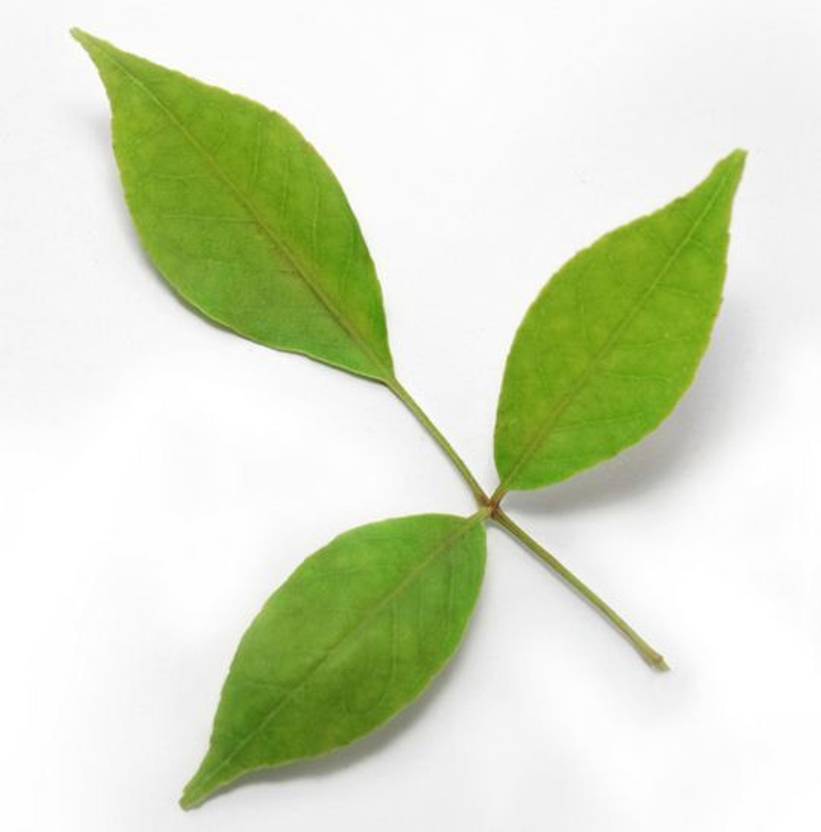 JaiBabaBhimsen Bel Patra is a Leaf of Bel 50p Price in India Buy