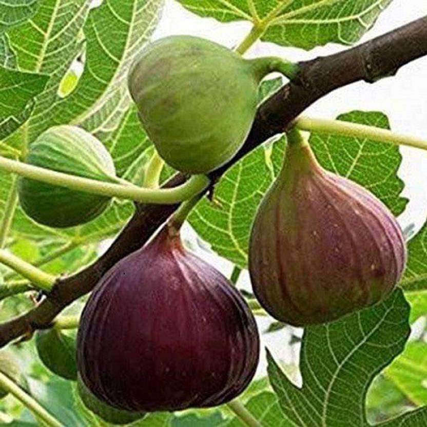 Sanaoley Fiddle Leaf Fig Plant Price in India Buy Sanaoley Fiddle