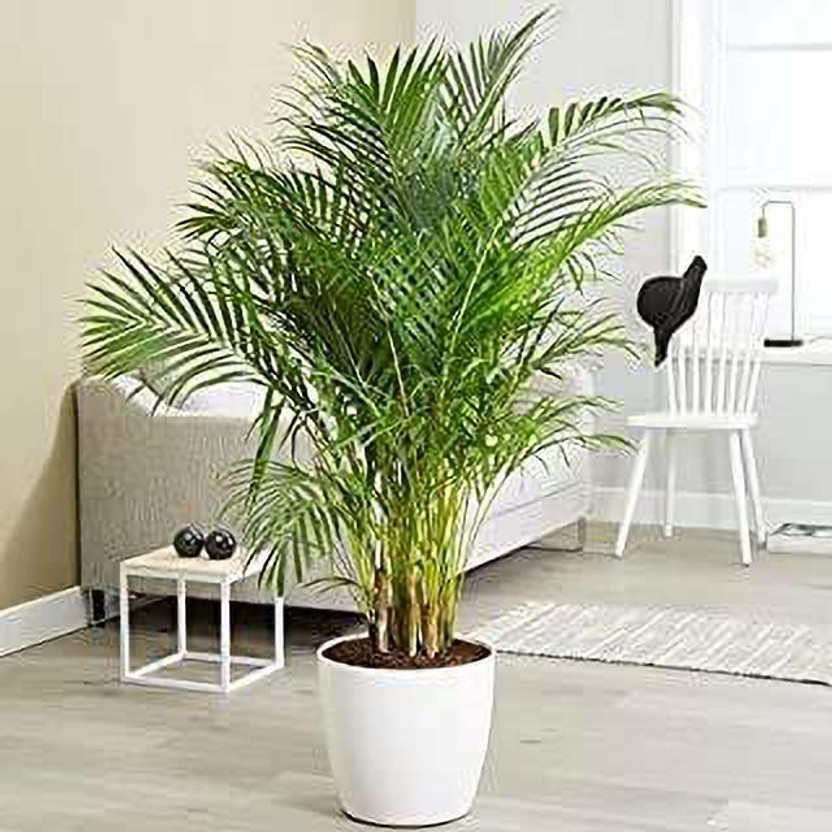 FURYHUB Areca Palm(Hybrid, Pack of 1)