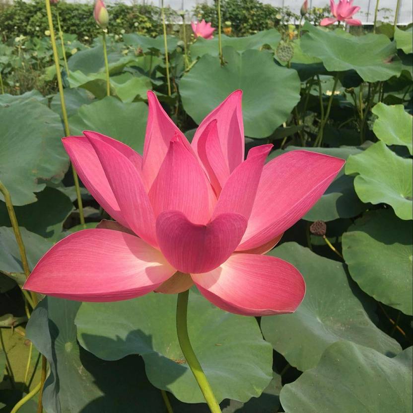 LYRS Red Lotus Flower Seed Seed Price in India Buy LYRS