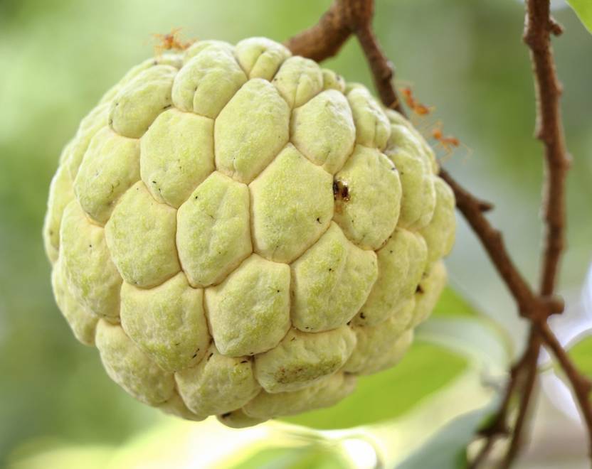 HAPING Custard Apple Plant Price in India Buy HAPING Custard Apple
