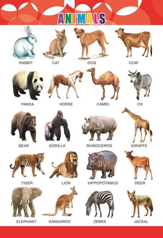 Animal wall Charts - Extremely usefull for growing kids | Laminated ...