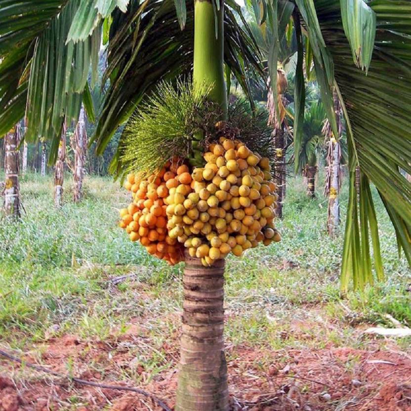 haping-betel-nut-supari-plant-price-in-india-buy-haping-betel-nut