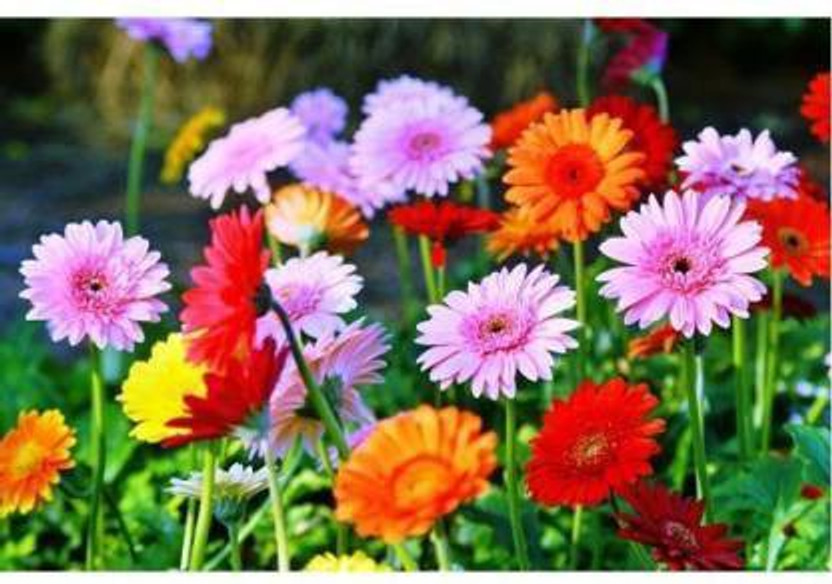 Crapulous GERBERA Seed(10 per packet)