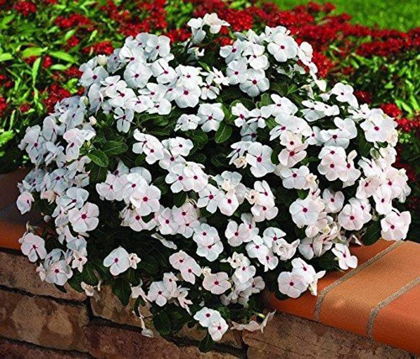 BEE Garden Vinca Seed Price in India Buy BEE Garden Vinca Seed online