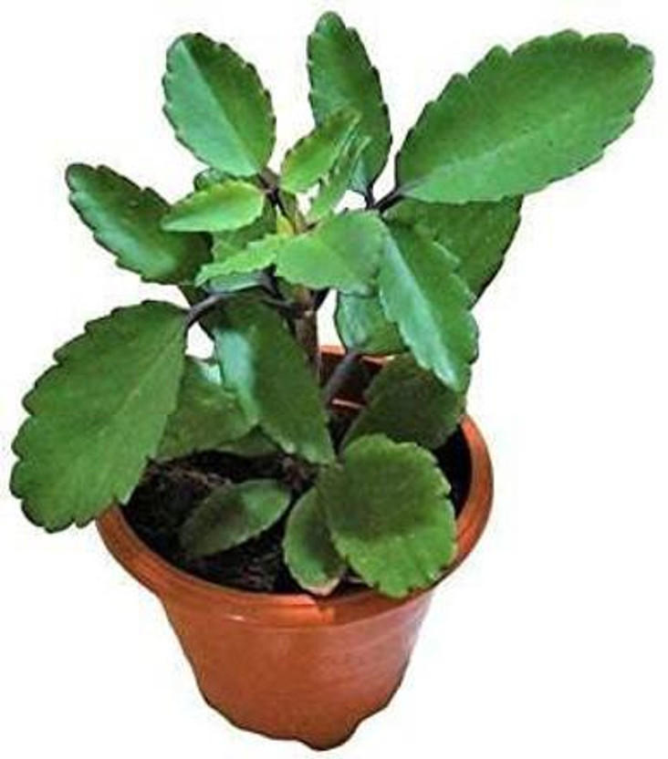 KUMUBON Bryophyllum Pinnatum/Patharchatta Plant(Pack of 1)