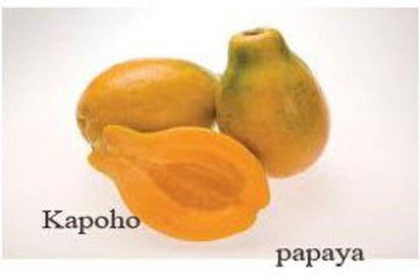 Carica papaya benefits picture