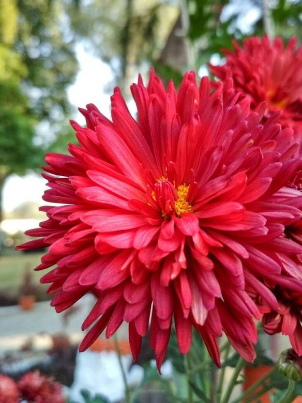Plants Point Chrysanthemums/ Guldavari Plant Price in India Buy