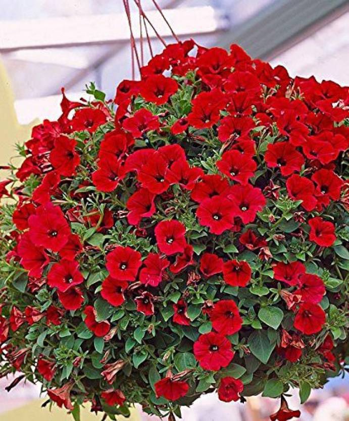ario Petunia Mixed Colour Flower F1 Hybrid Seed Price in India - Buy ...