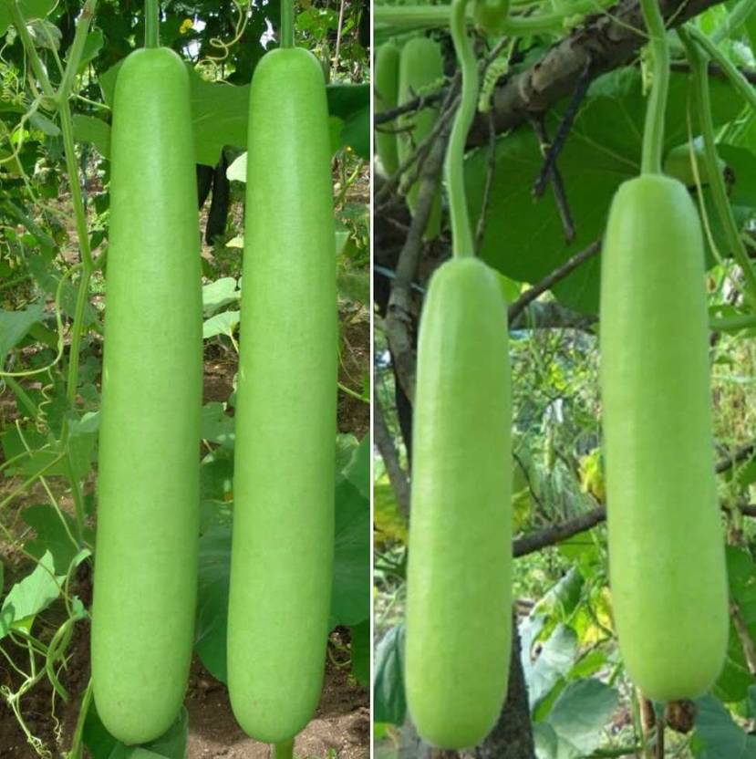 Mozette Organic Bottlegourd LAUKI Seed Price In India Buy Mozette mozette-organic-bottlegourd-lauki-seed-price-in-india-buy-mozette