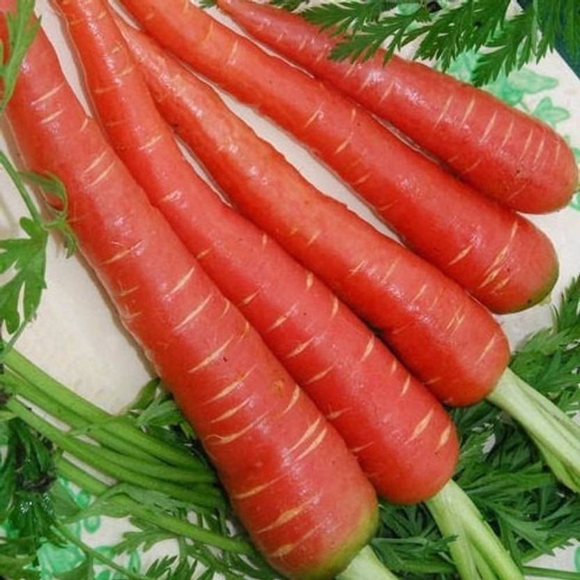 rmd Red Carrot / Desi Seed Price in India Buy rmd Red Carrot / Desi