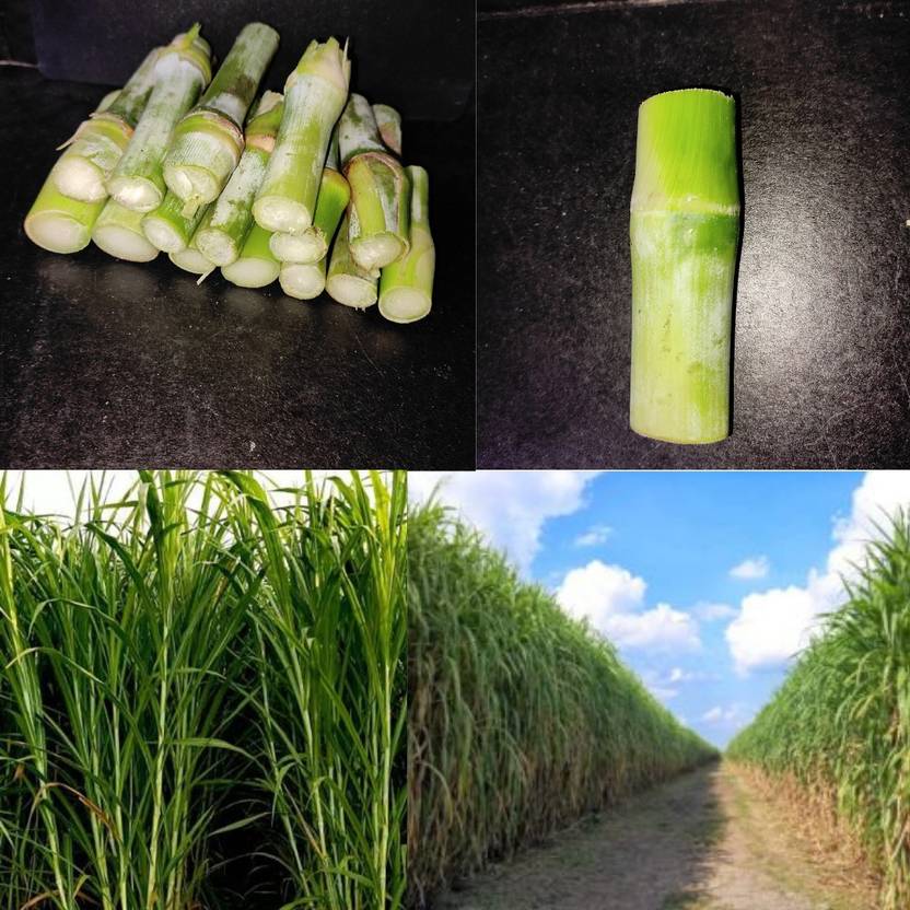 OGBIN 4g bullet super napier grass, 4g bullet super napier grass, GRASS