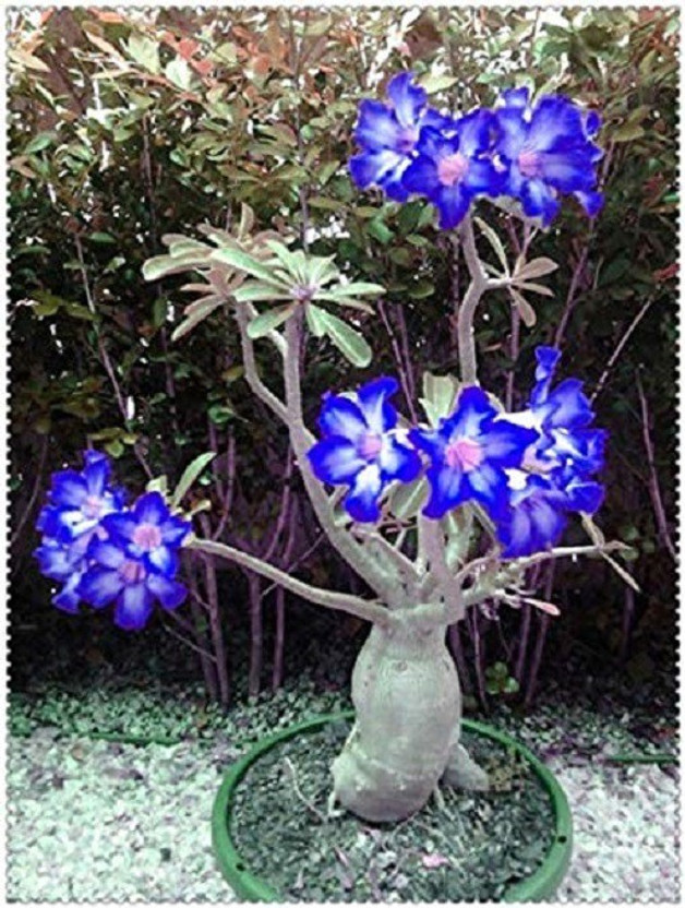 Heaven Of Saplings Adenium Plant(Hybrid, Pack of 1)