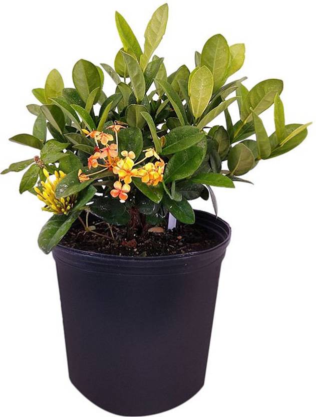 Plants Heaven Trothic Ixora/Chethi Plant Price in India Buy Plants