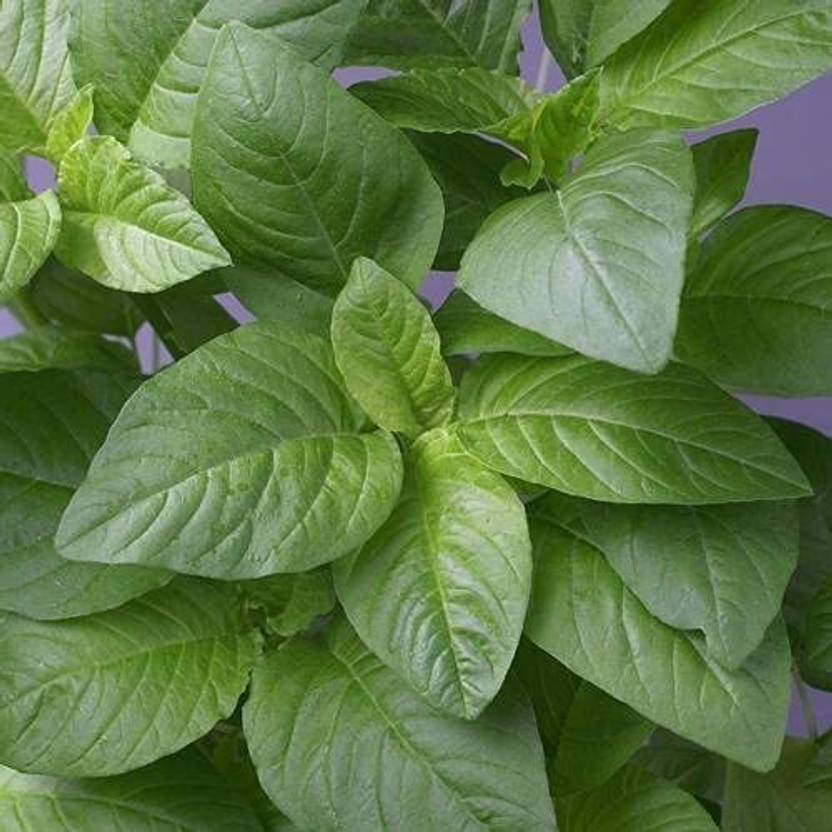 KANAYA Amaranth Seeds (Green Saag) Cholai Seed Price in India Buy