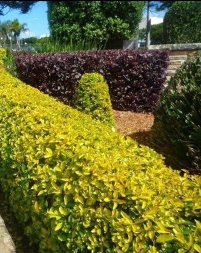Green Era Duranta Plant(Hybrid, Pack of 6)
