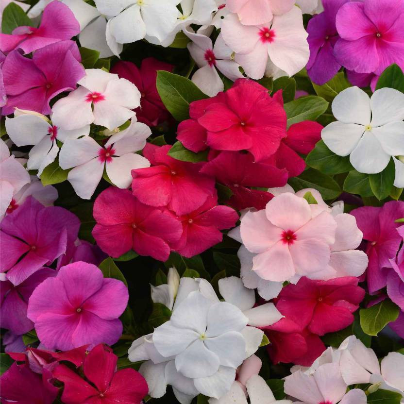 Crapulous Crapulous Vinca Mix Flower Seed(130 per packet) - Flipkart Deal