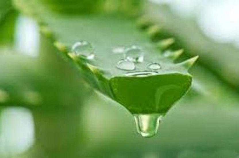 ECO ECO ALOEVERA LEAF Aloe Vera Plant  sapling(Hybrid, Pack of 2) - Flipkart Deal