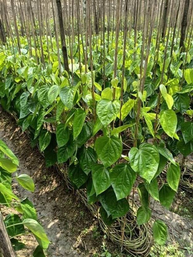 Heaven Of Saplings Betel Leaf Plant Price in India Buy Heaven Of