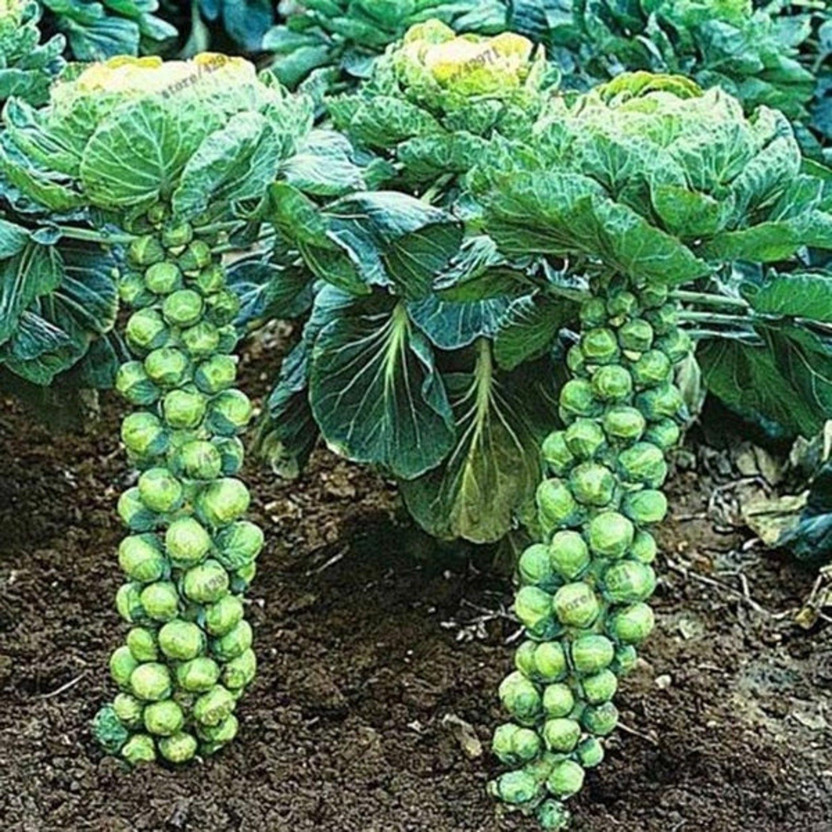 Gromax Gromax Brussels Sprouts Vegetable Seeds Best Quality, For Your Home Gardening Seed(1 per packet) - Flipkart Deal