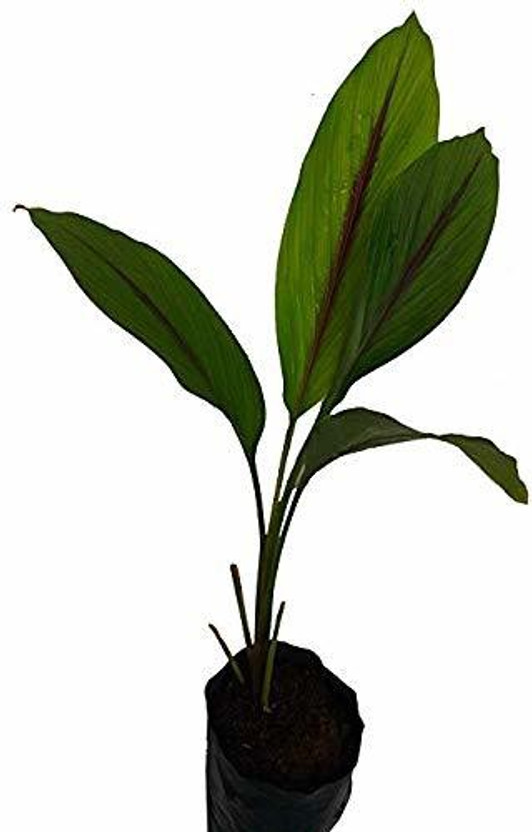 Vijay Vijay Sales Turmeric Plant  sapling(Hybrid, Pack of 1) - Flipkart Deal