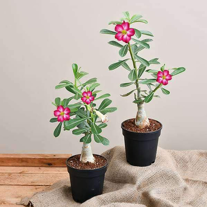 Aquinnah Graden Adenium Plant(Hybrid, Pack of 1)