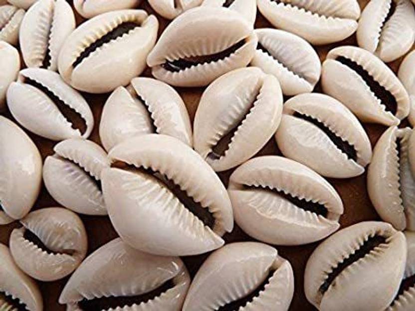 AMACO Cowrie/Kaudi/Kawri/Kori Sea Shell For Puja And Multi Purpose Uses