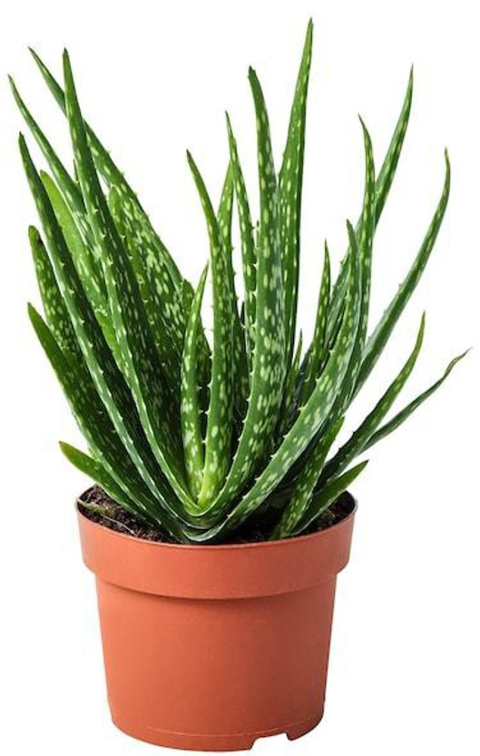 Cloud Farm Aloe Vera Plant(Hybrid, Pack of 1)