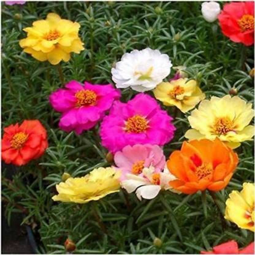 KANAYA Portulaca (Portulaca grandiflora) Seeds Mixed Color Flower Seed