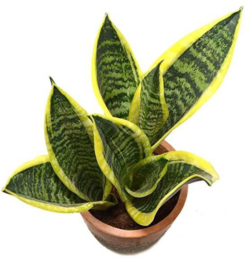 My Dream Nursery Snake Plant Price in India Buy My Dream