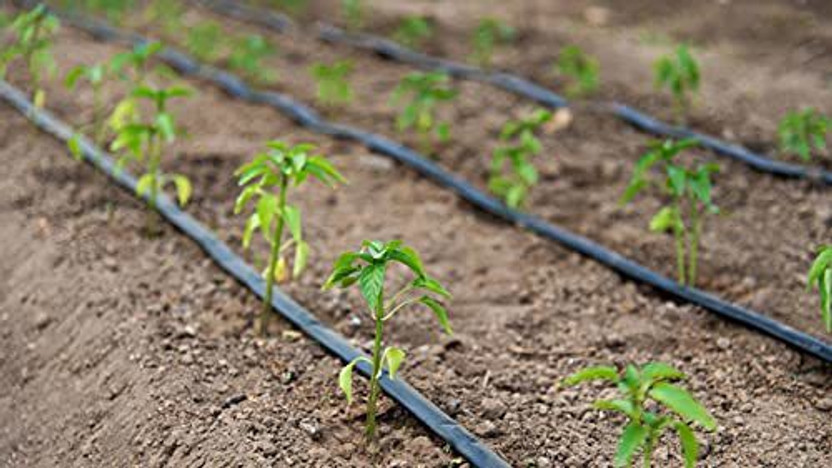 Agri use 16mm Flat Inline Drip Lateral 0.25 Thickness Meter Double Punched Dripper 4 Litre Water Discharge per Hour Dripper (Thickness- 0.25 mm, 16mm-4 Ltr/Hr-50cm) Drip Irrigation Kit