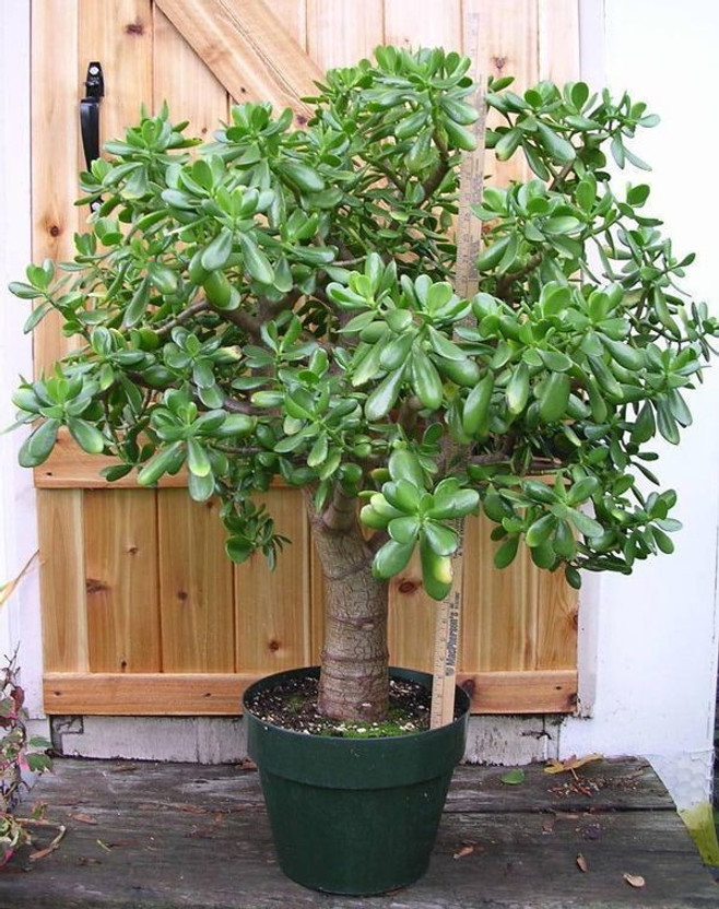 Cloud Farm Crassula Plant(Hybrid, Pack of 1)